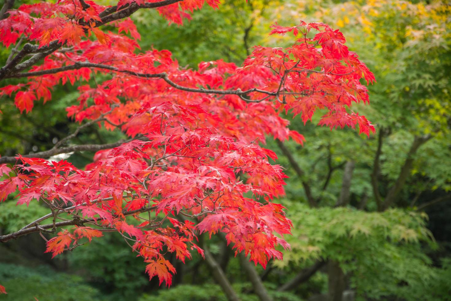 japansk trädgård på hösten foto