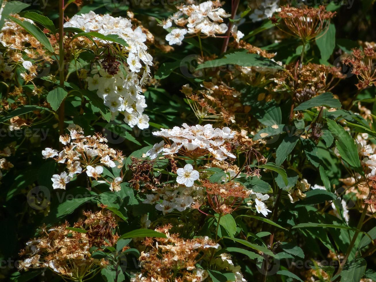 fina vita blommor på våren foto