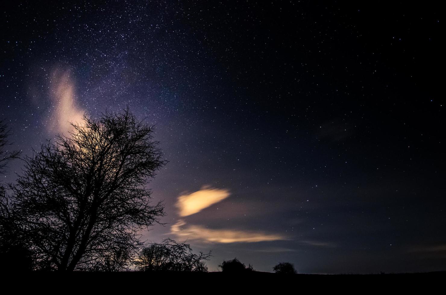 träd och stjärnhimmel foto