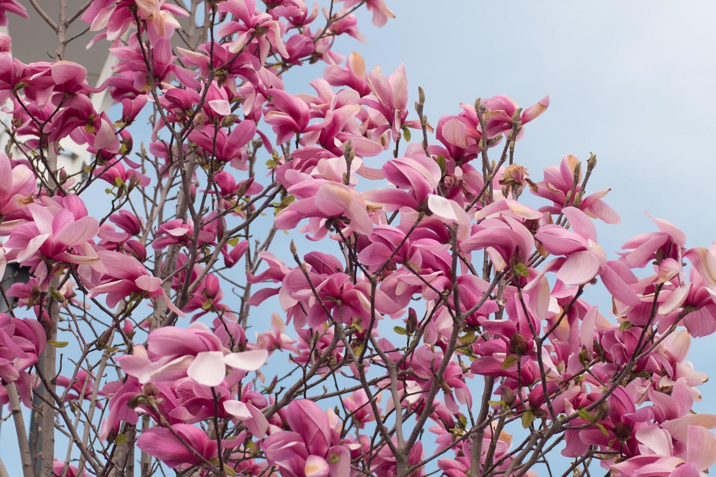 närbild av magnoliaträd med rosa blommor mot himlen foto