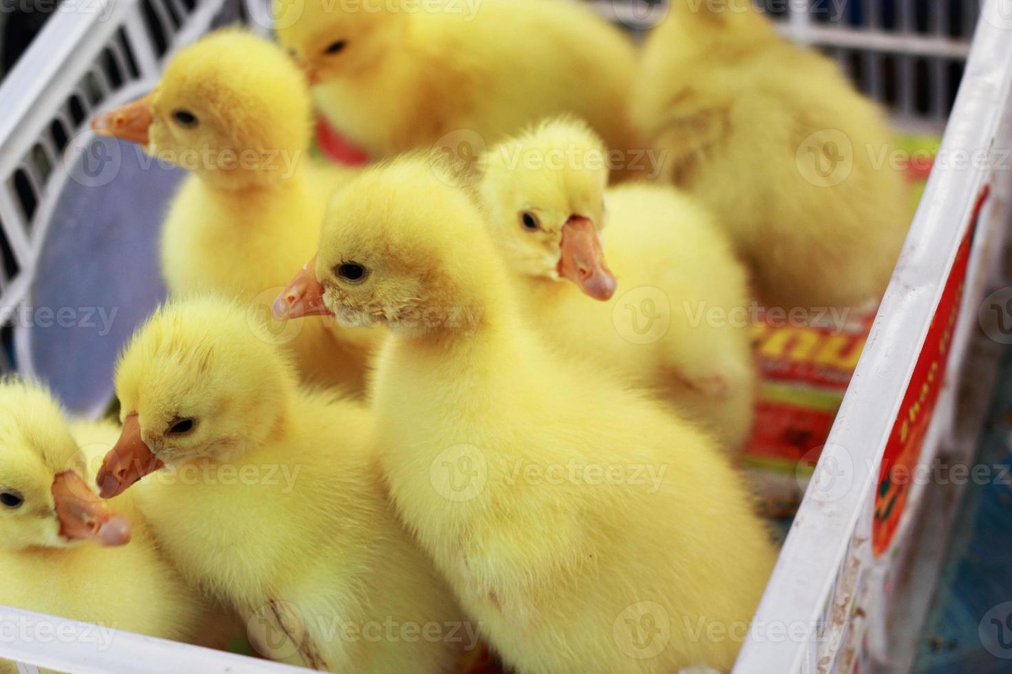 gosling nyfödda gula är en grupp foto