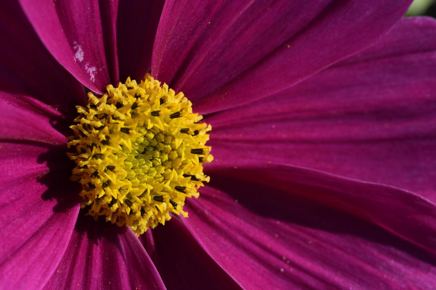 ljust rosa blommor i blom foto