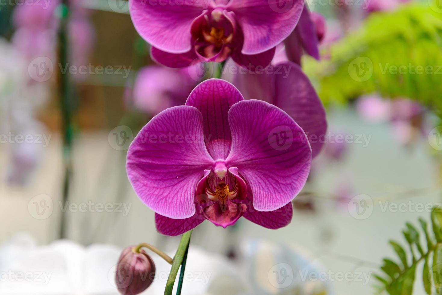 violetta orkidéblommor med naturlig bakgrund i trädgården foto