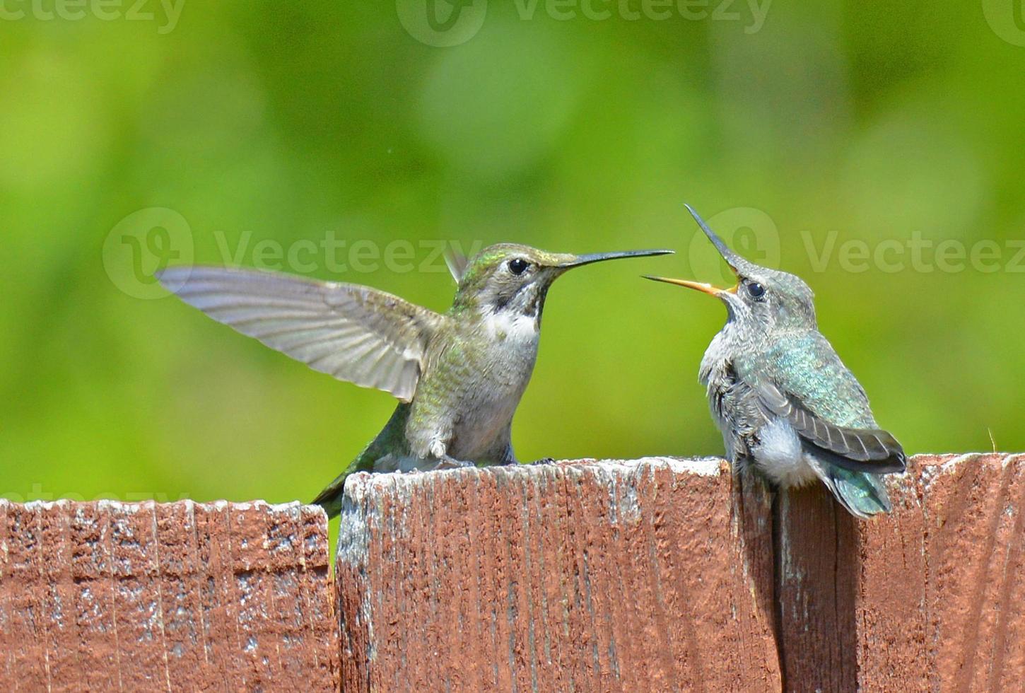 kolibri mamma och bebis foto