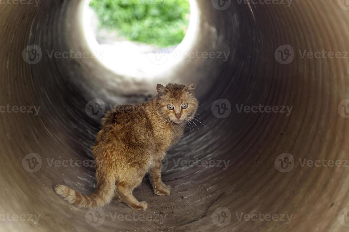 herrelös katt i ett rör foto