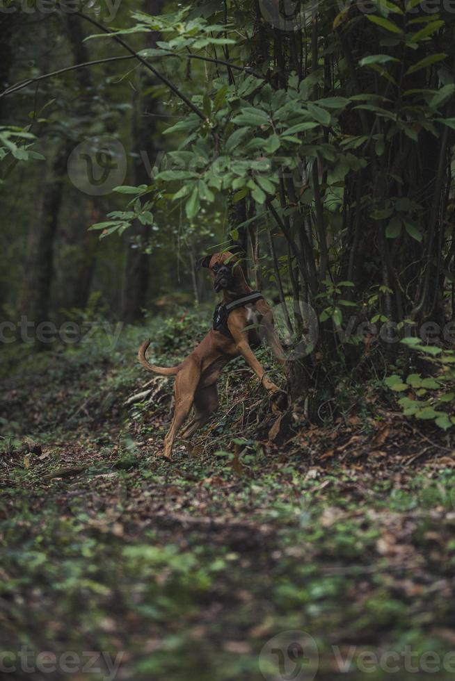 boxerhund i naturen, landskapet, skogen och vänner foto