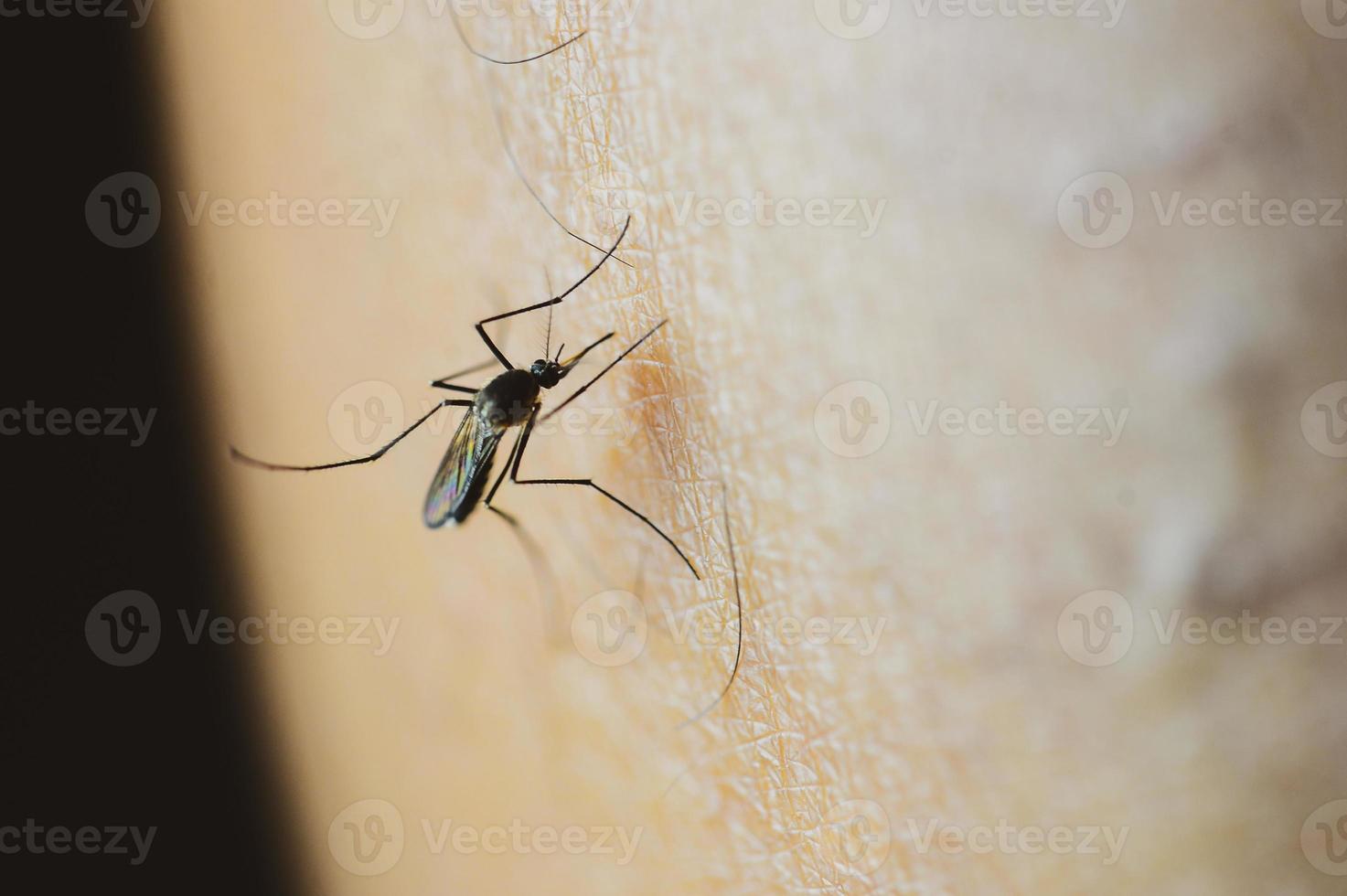 myggor i tropiska skogar suger blod på mänsklig hud. foto