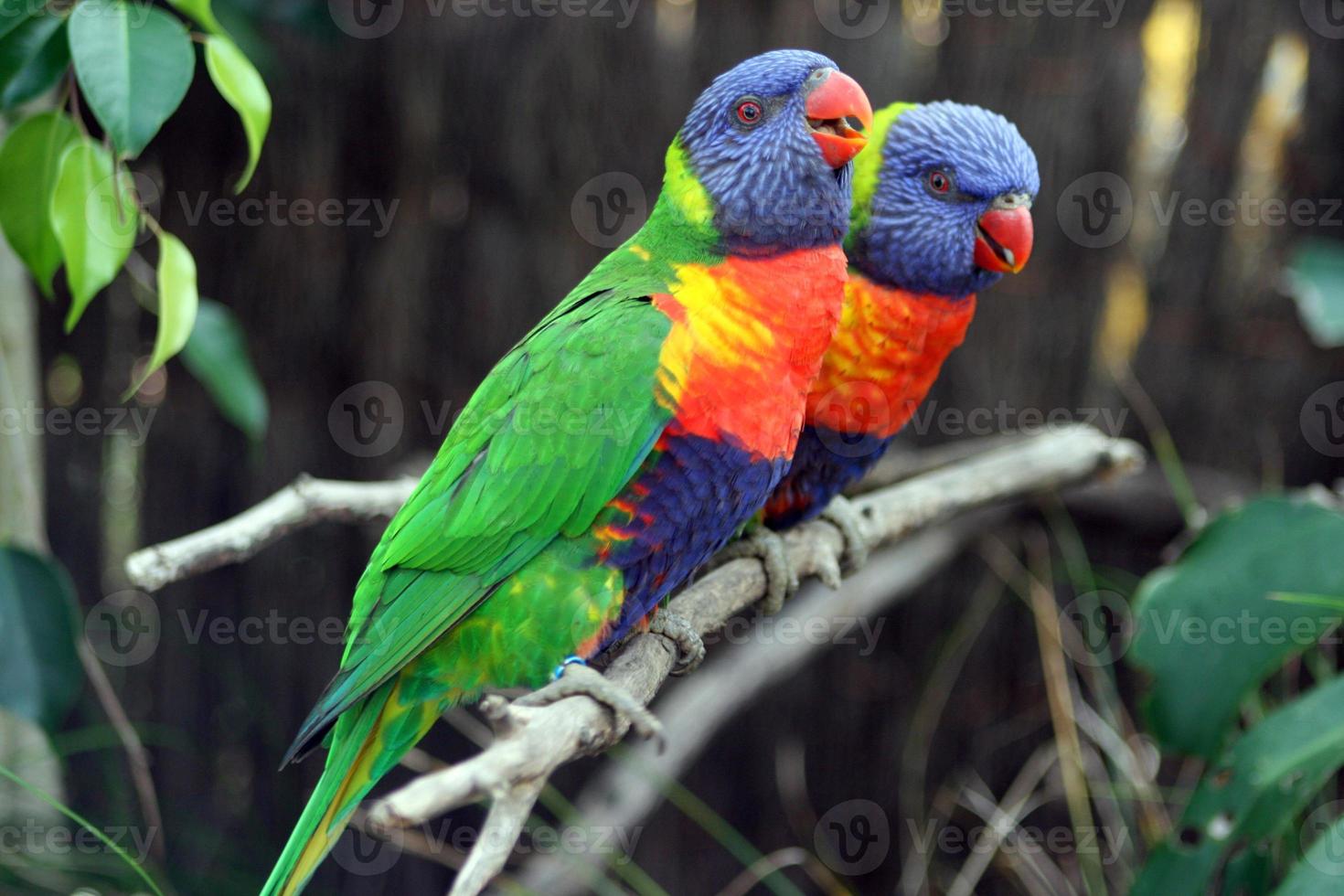 färgglada papegojor foto