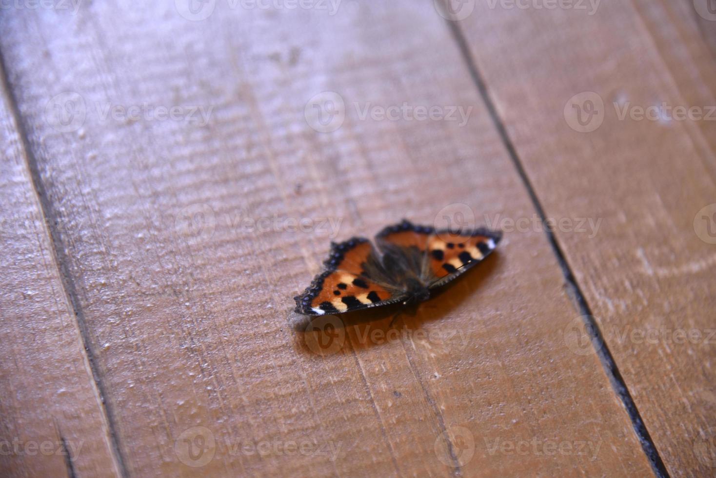 urticaria nymphalis urticae är en dagaktiv fjäril från familjen nymphalidae en art av släktet aglais foto