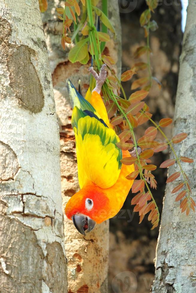 vackra färgglada sun conure papegoja i naturen foto