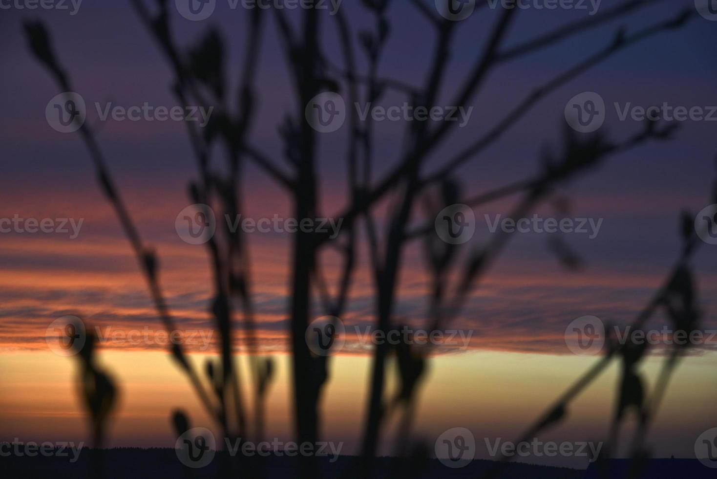 röd och blå kvällssolnedgång genom trädgrenarna foto