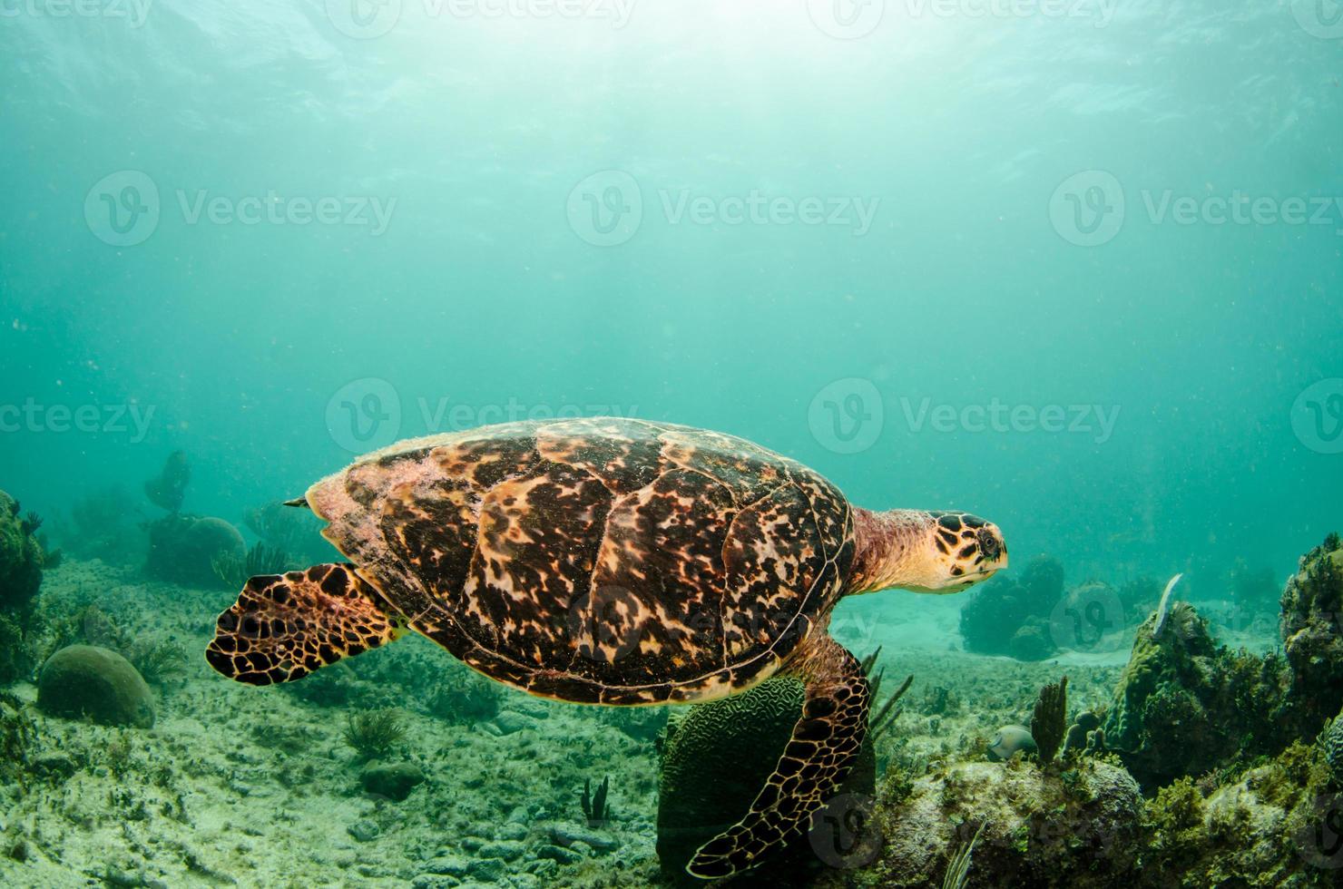 Karibisk havssköldpadda foto