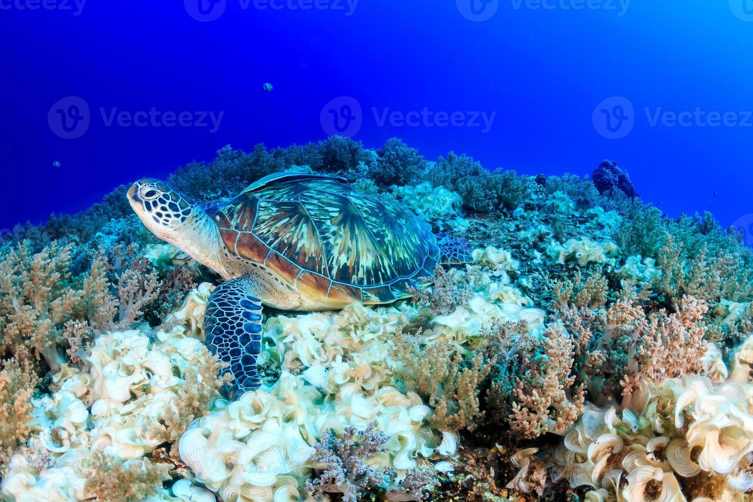 grön sköldpadda på ett tropiskt korallrev foto