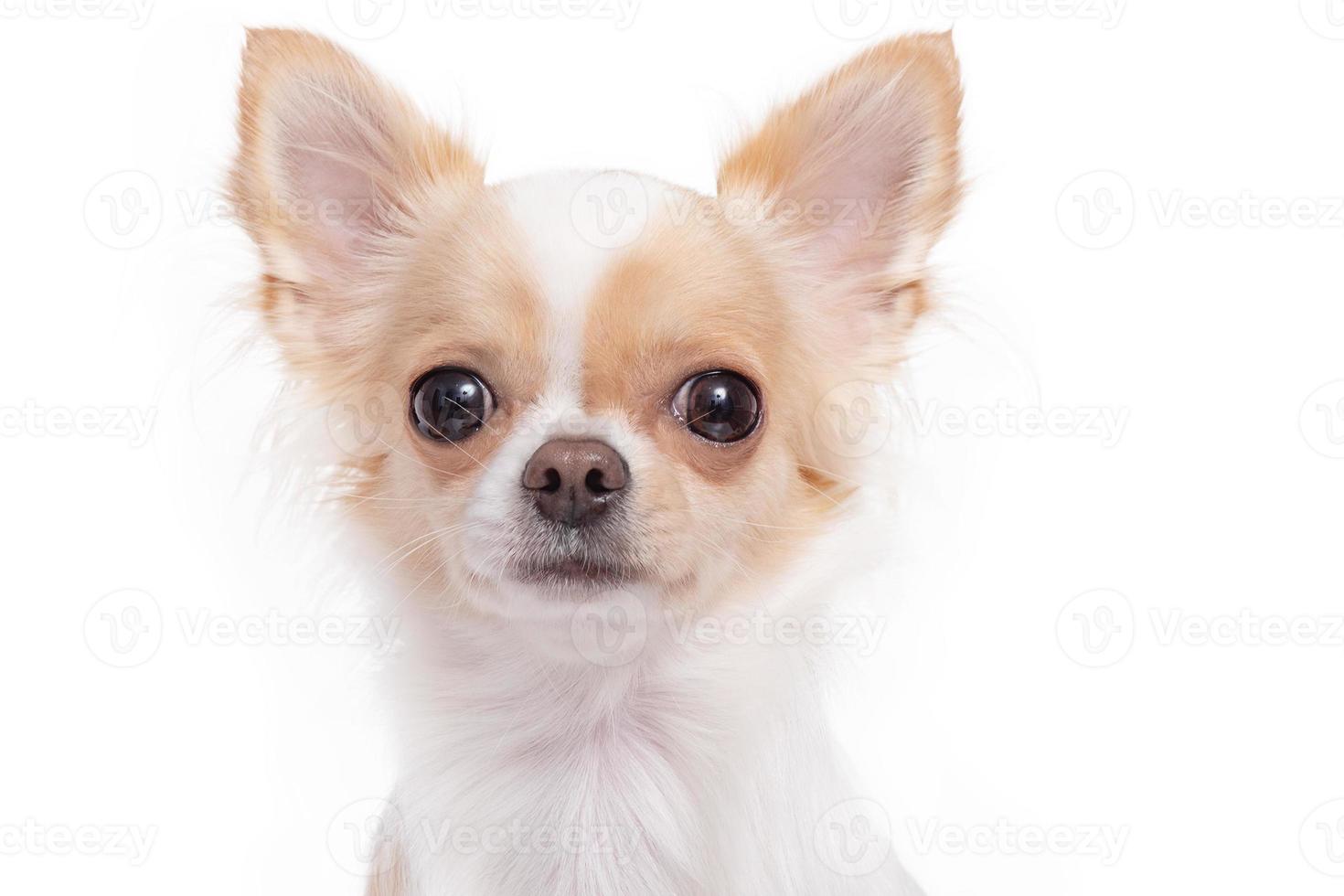 isolerat foto av en chihuahua hund på en vit bakgrund. husdjur, minihund.