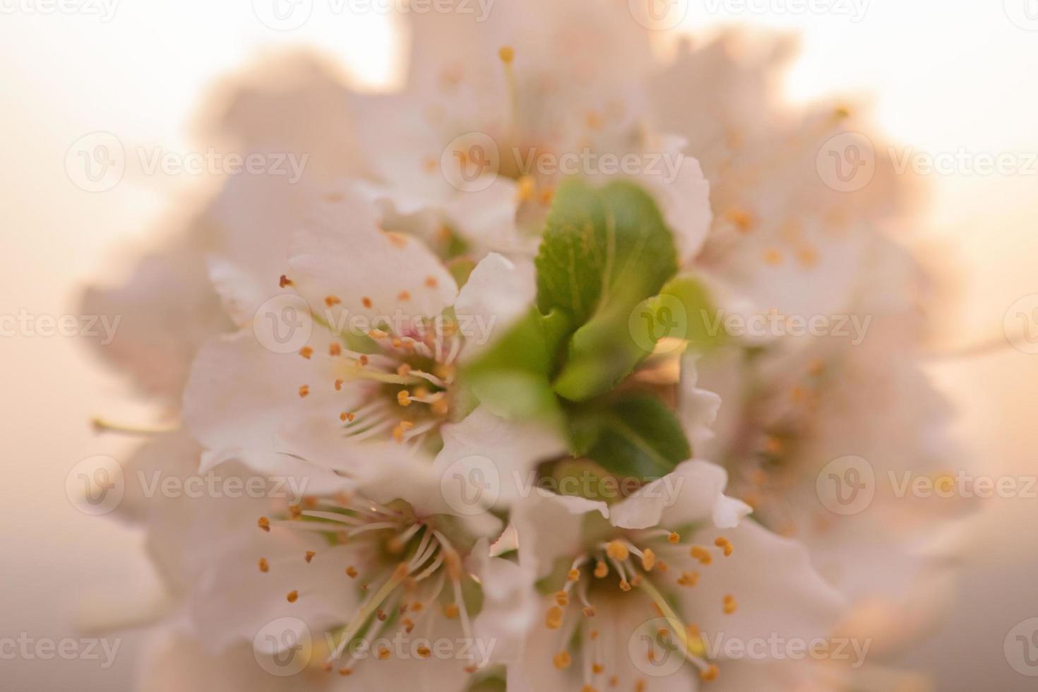 körsbärsblommor i trädgården vid solnedgången. vita blommor på ett träd. foto