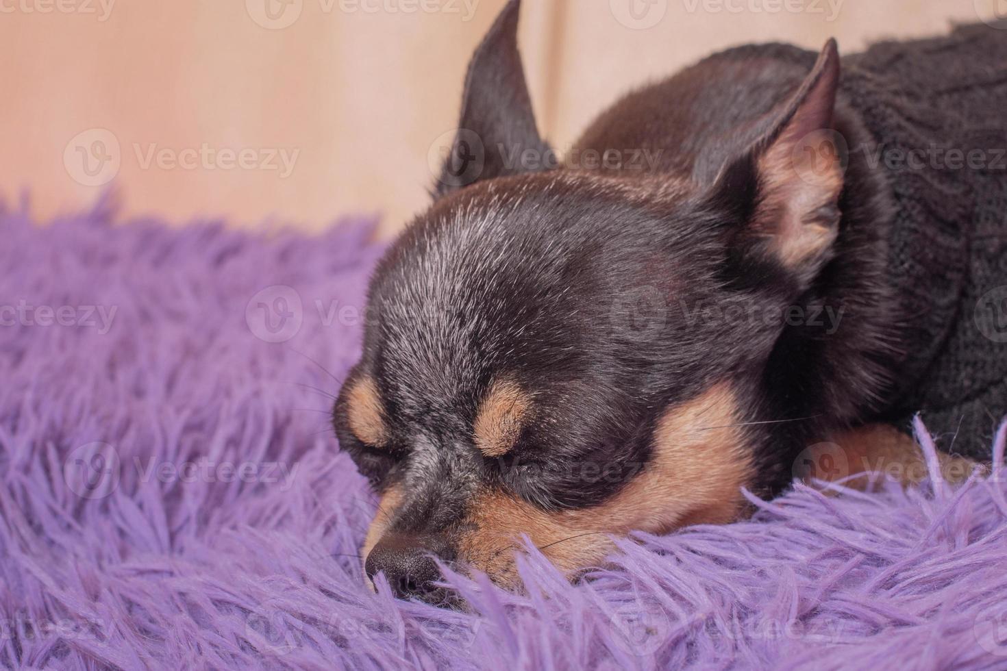 chihuahua hund sover på soffan på en lila filt. renrasig hund, husdjur. foto