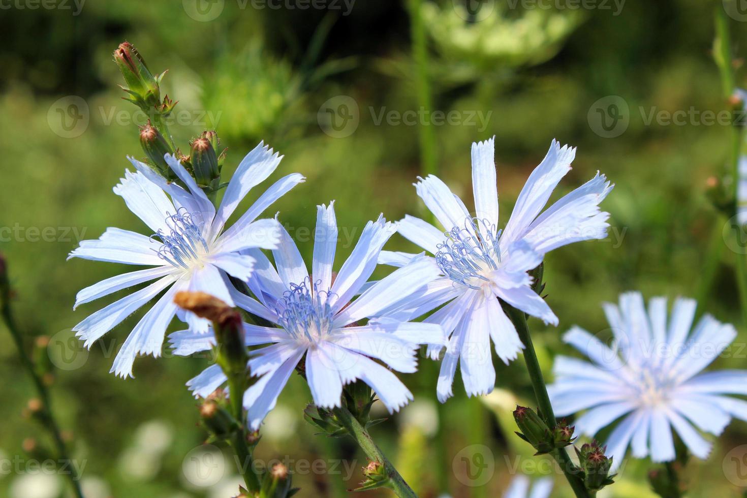 blå blommor av cichorium foto