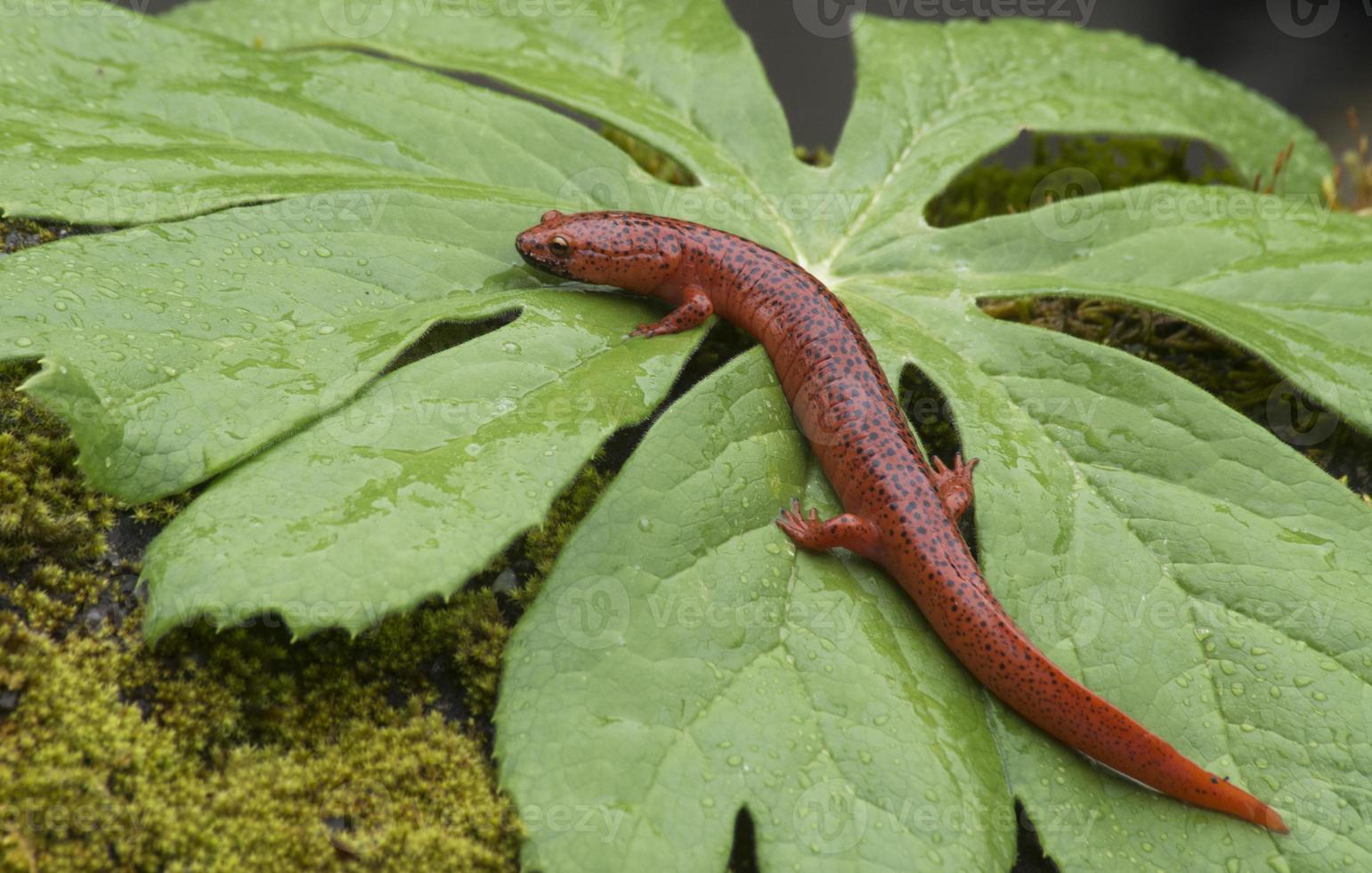 svart läppad salamander sitter på ett grönt blad. foto