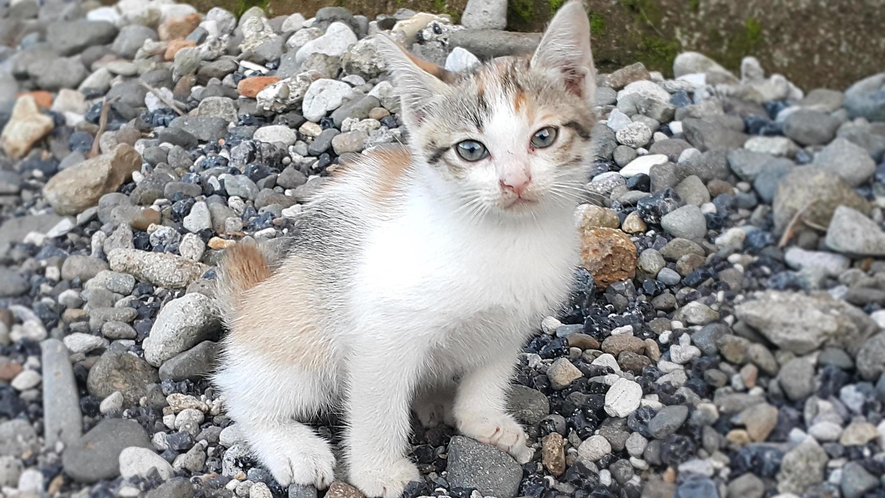 kattunge avkopplande på grus foto