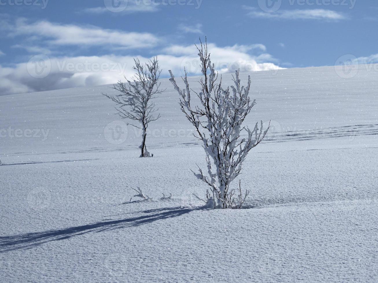 två unga träd i orörd vit snö foto