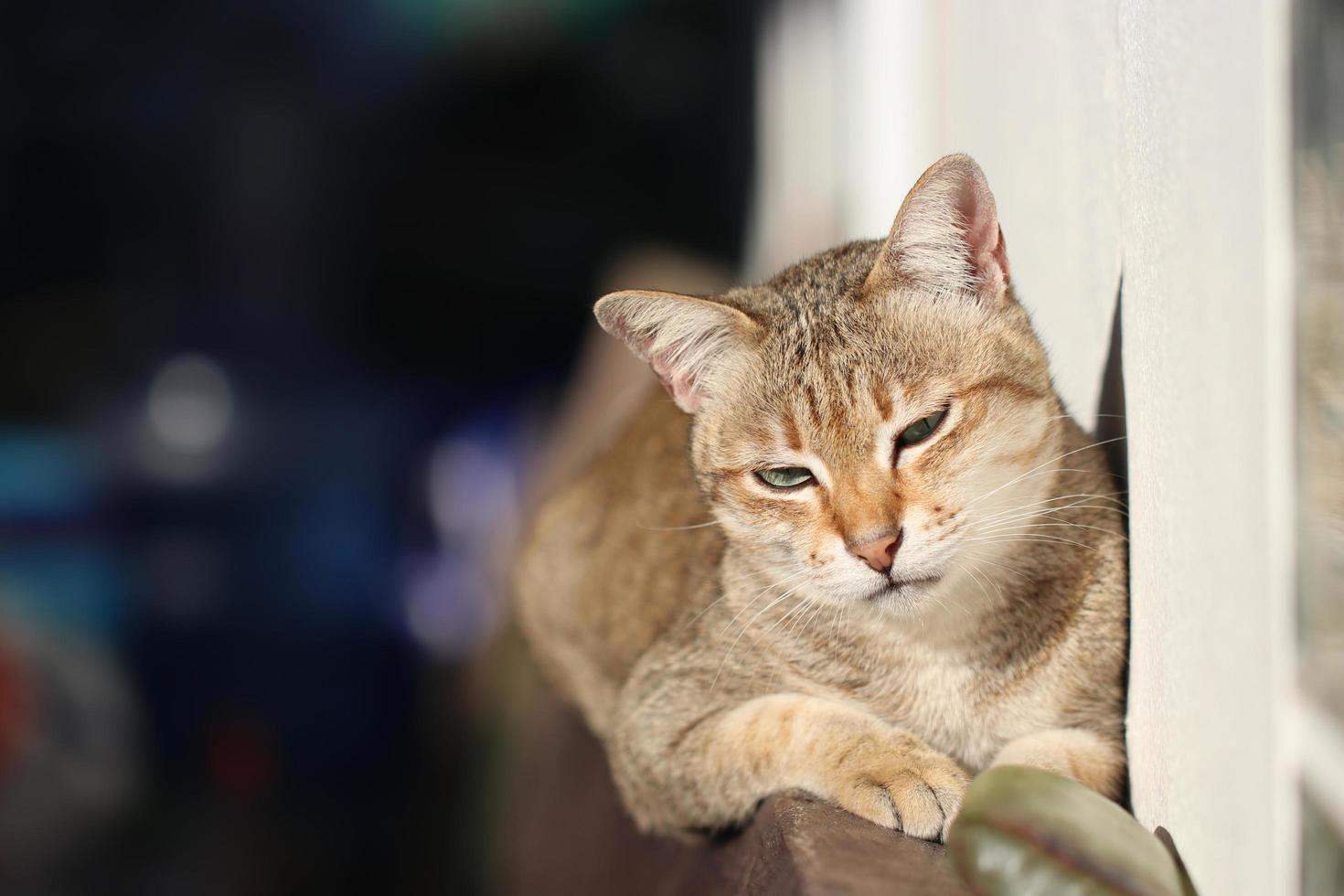 porträtt av en grå katt med ränder som ligger på en mark, närbild, selektivt fokus, högkvalitativt foto, thaikatt. foto