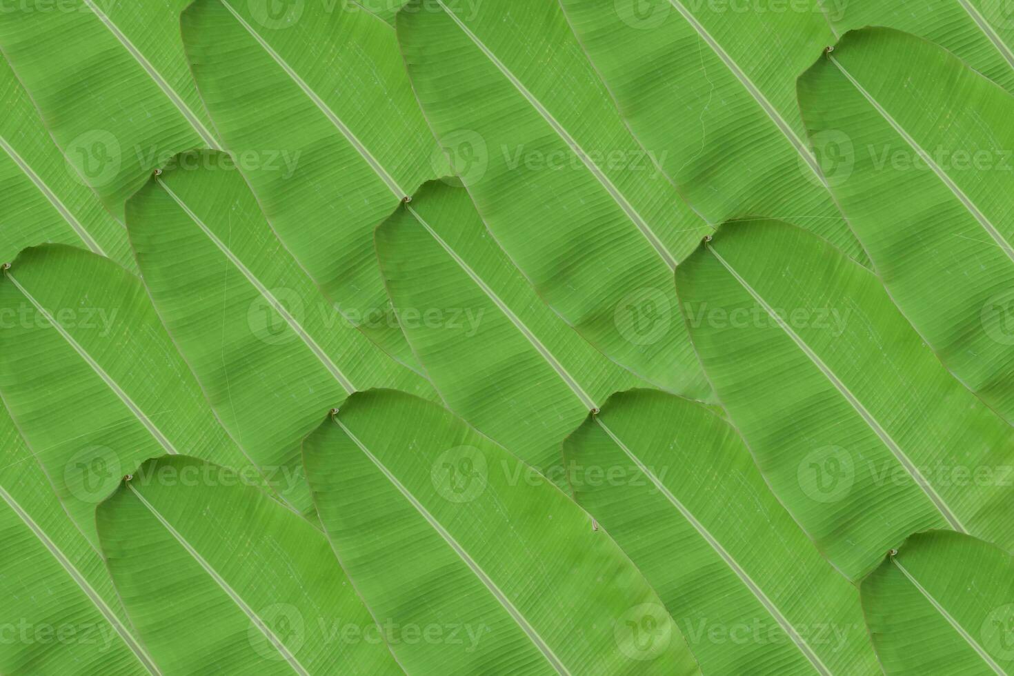 bakgrund av färska gröna bananblad konsistens. foto