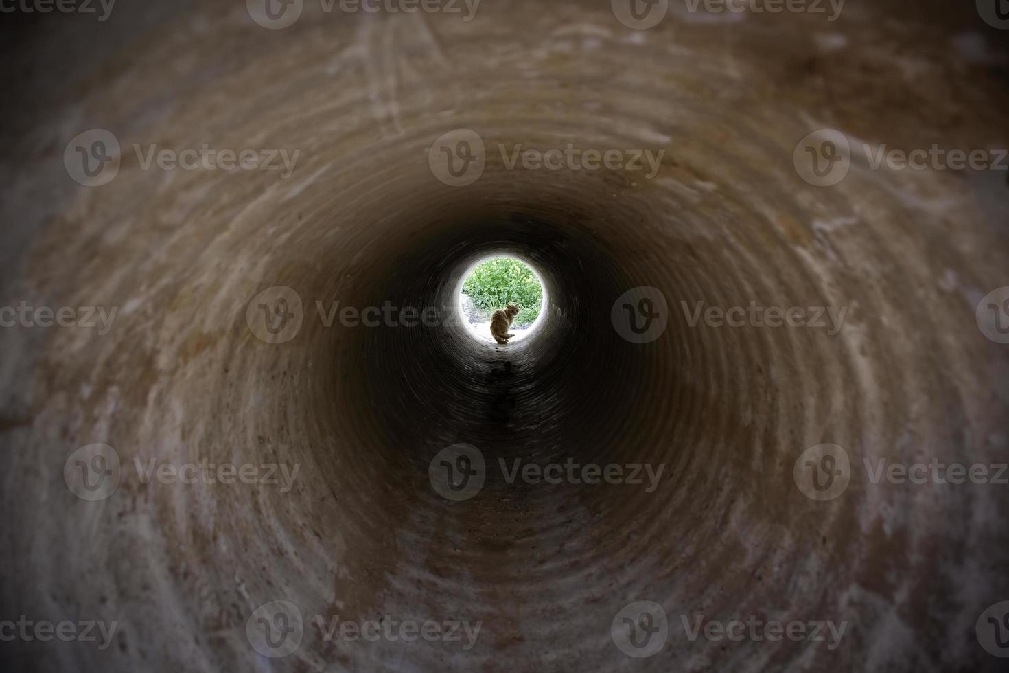 gatan övergivna katter foto