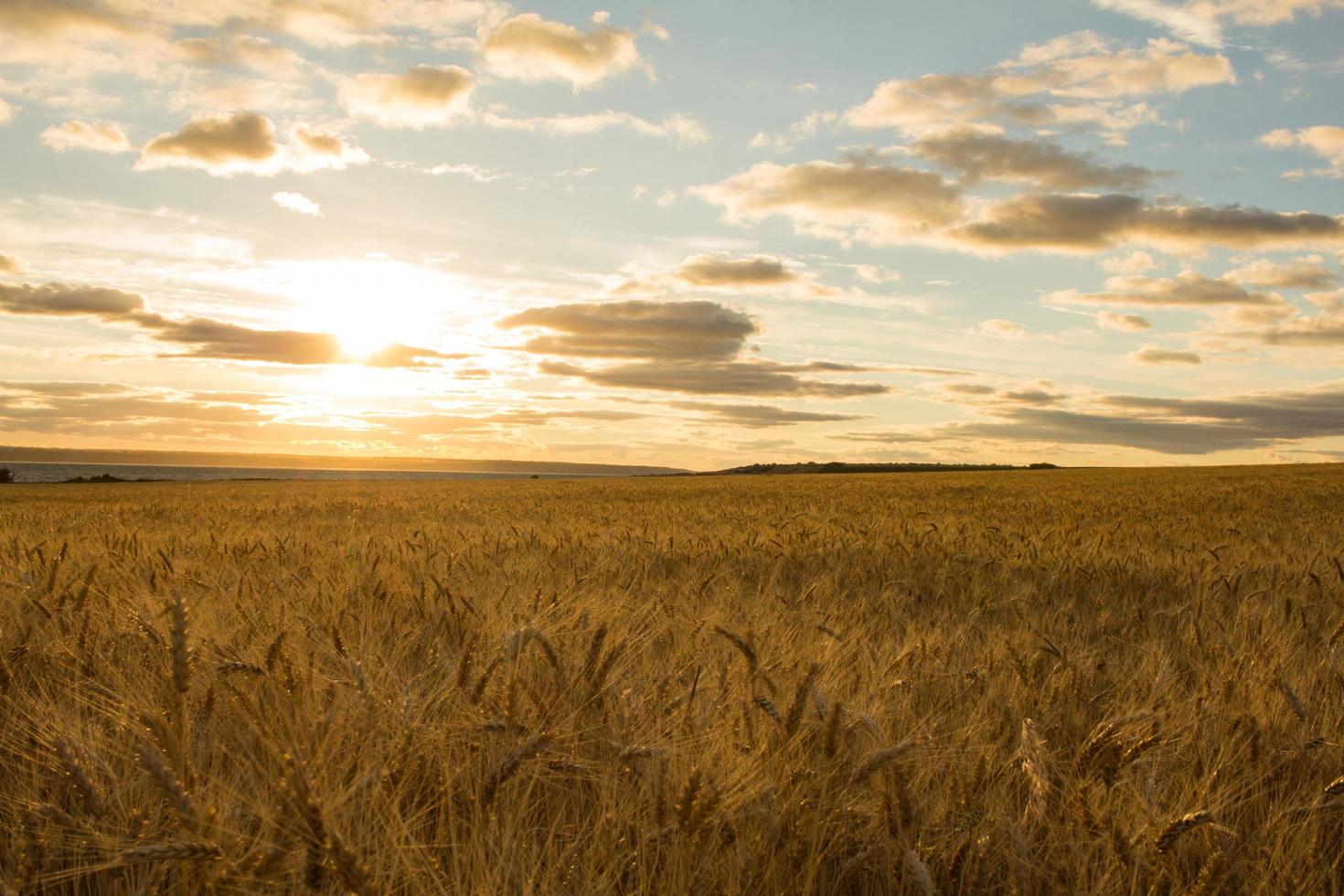 vackert landskap om sommaren vetefält foto