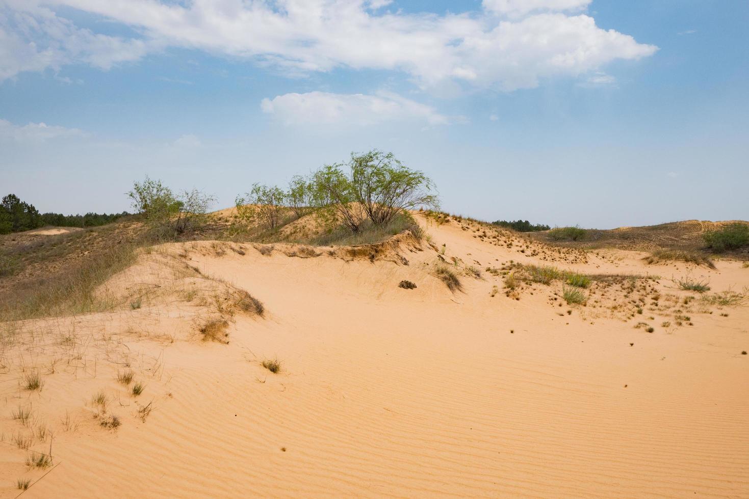 landskap i oleshky sand, öken i ukraina foto