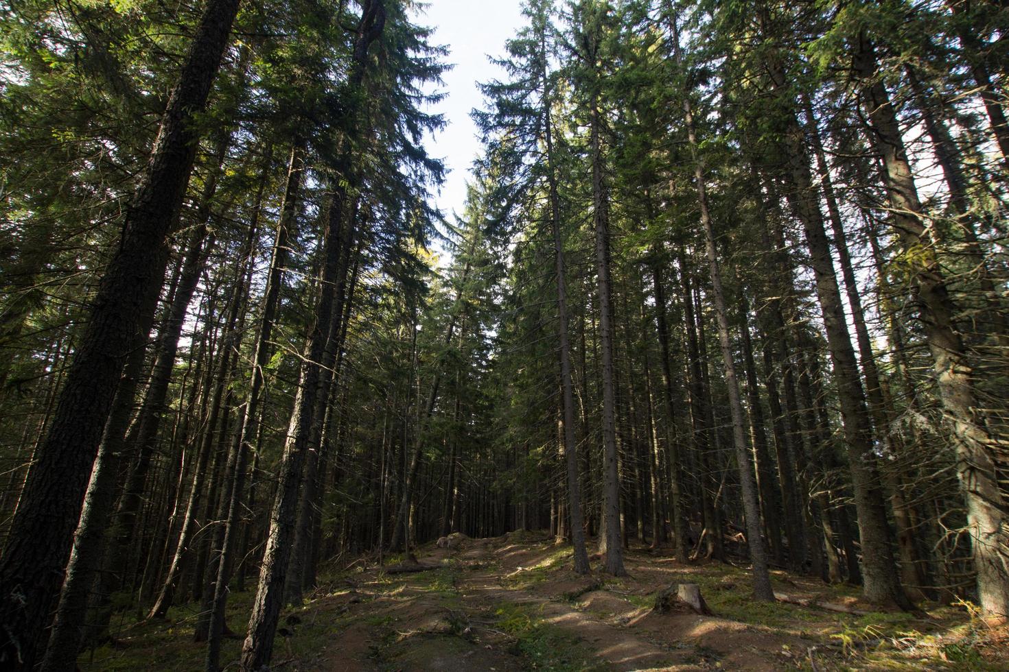 landskap med höstberg och skog foto