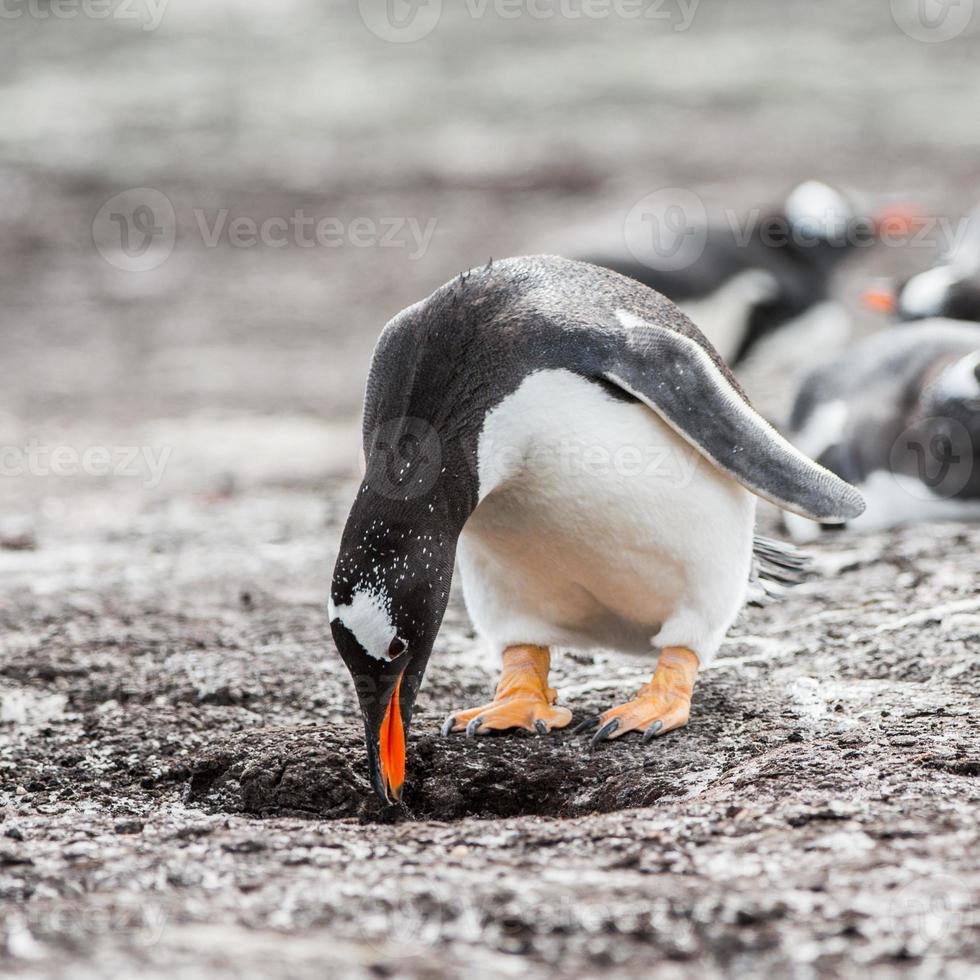 pingviner i antarktis foto