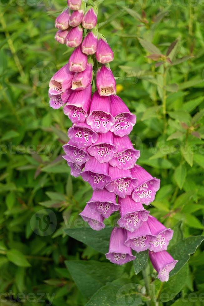 rosa blommor digitalis purpurea i trädgården foto