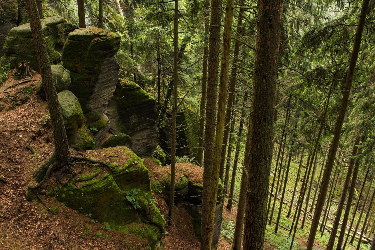 landskap i bergen i tjeckiska schweiz nationalpark, tallskog och klippor foto