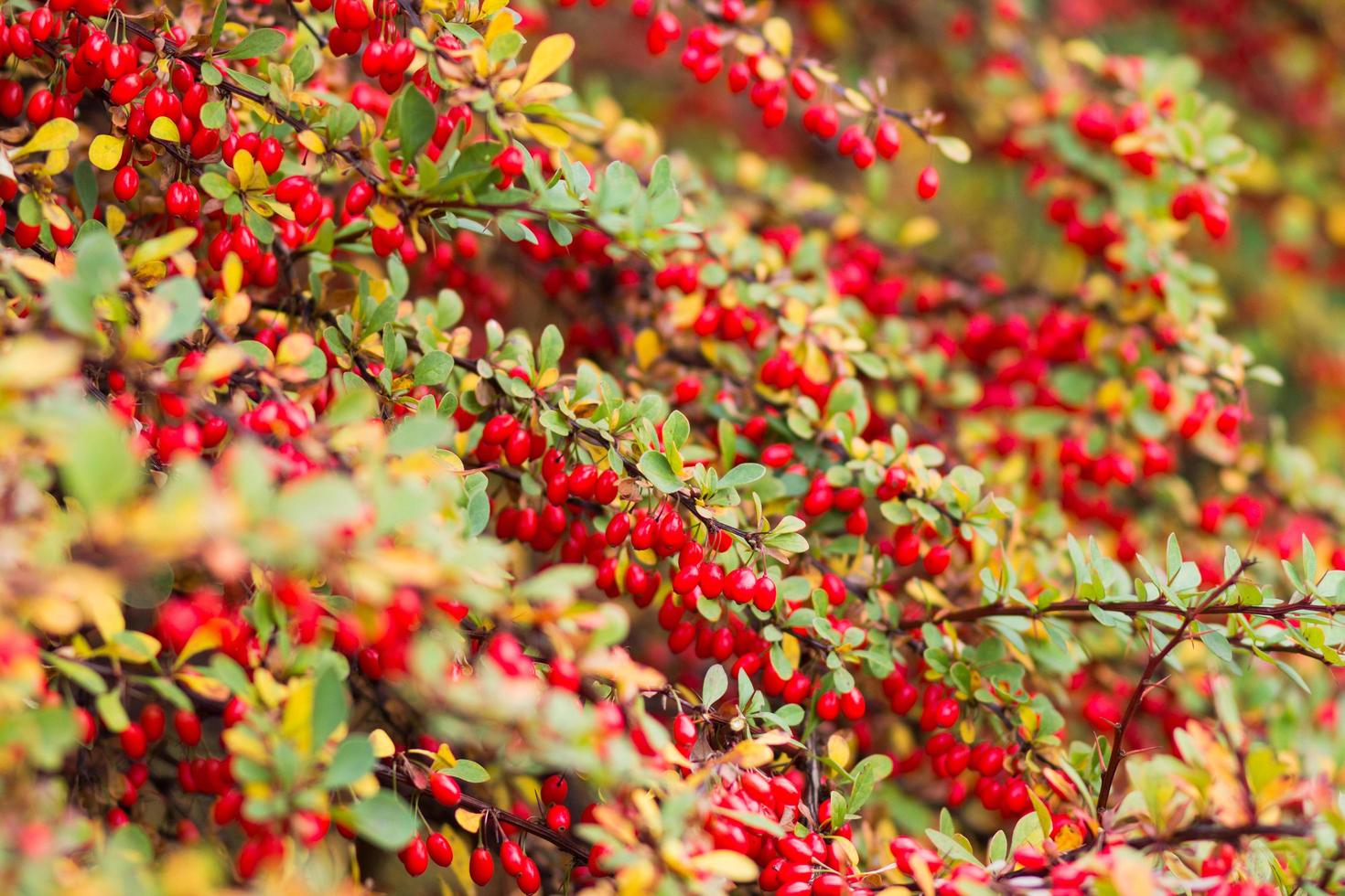 höstens färgglada buske med gröna och gula löv och röda bär foto