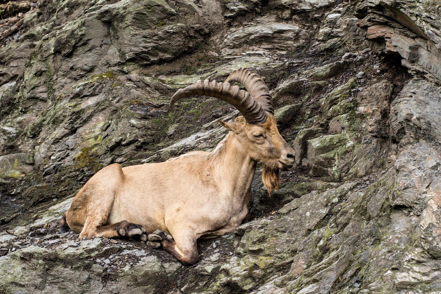 vild bergsget sitter på klippan närbild porträtt foto