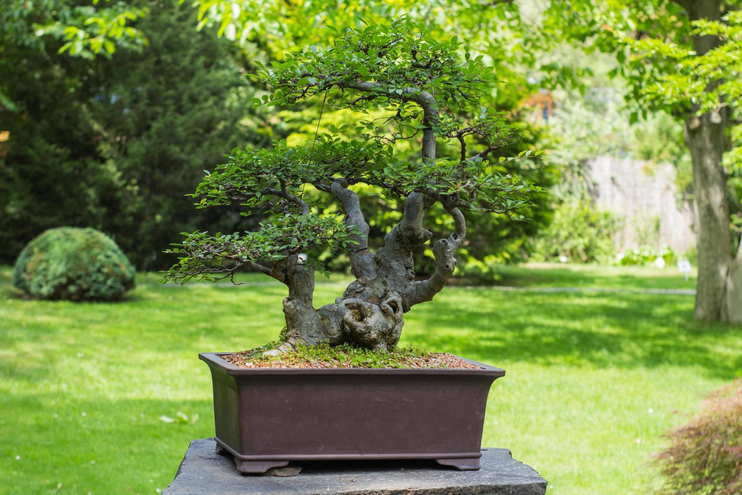närbild bild av bonsai träd i japansk trädgård foto