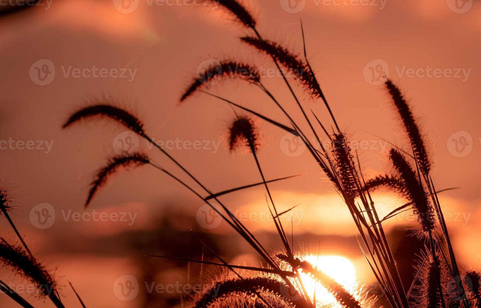 äng gräs blomma på morgonen med gyllene soluppgång himlen. siluett gräs blomma på oskärpa bokeh bakgrund av gult och orange solsken. gräsfält med soluppgångshimlen. skönheten i naturen. lugn. foto