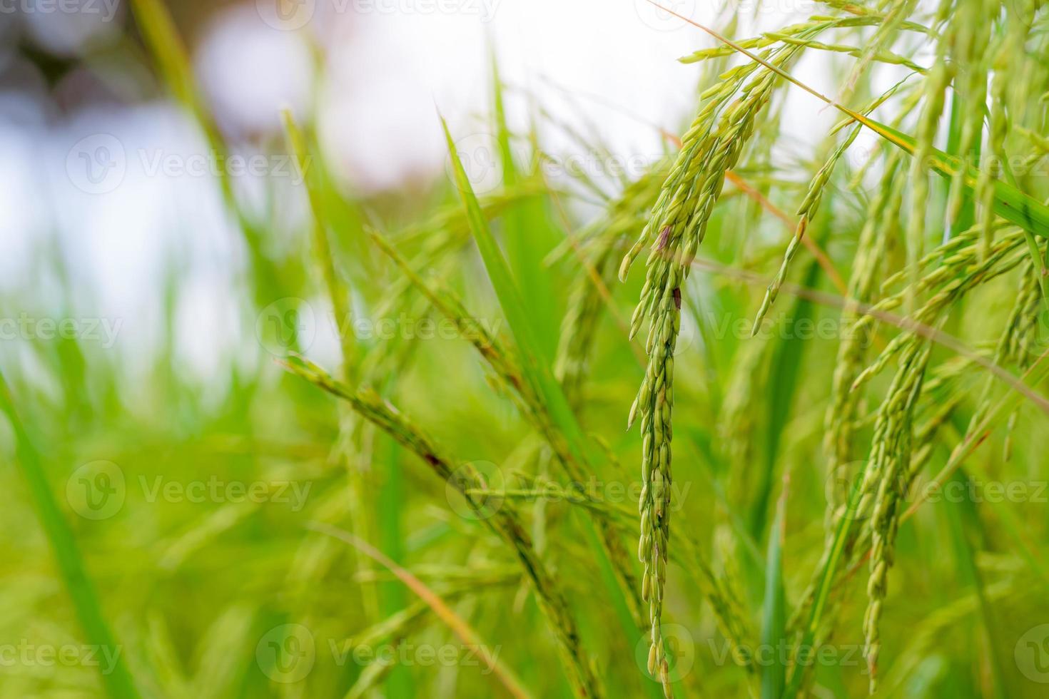 selektivt fokus på risöra. grönt risfält. risplantage. ekologisk risfarm i asien. rispris i världsmarknadskonceptet. vacker natur av jordbruksmark. risfält. växtodling. foto