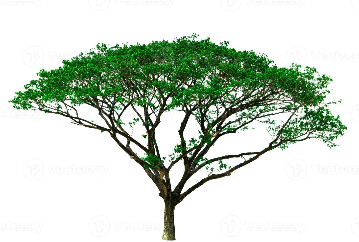 stort grönt träd med gren isolerad på vit bakgrund. tropiska stora träd isolerade används för arkitektur design. foto