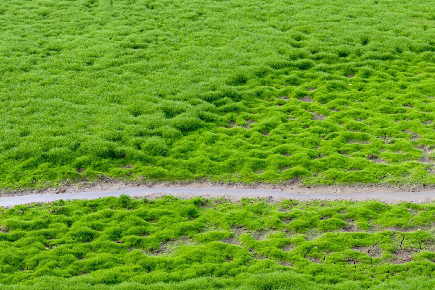 grön mossa gräs bakgrund och vattenvägar. foto