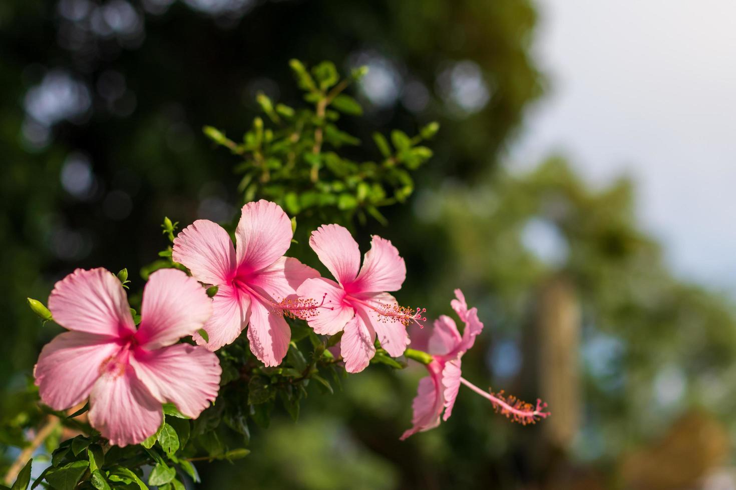 låg utsikt, vackra rosa hibiskusblommor under dagen. foto