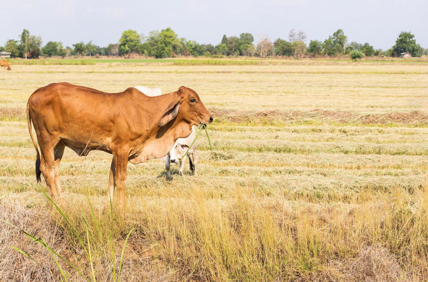 boskap betar på åkrar täckta med halm. foto