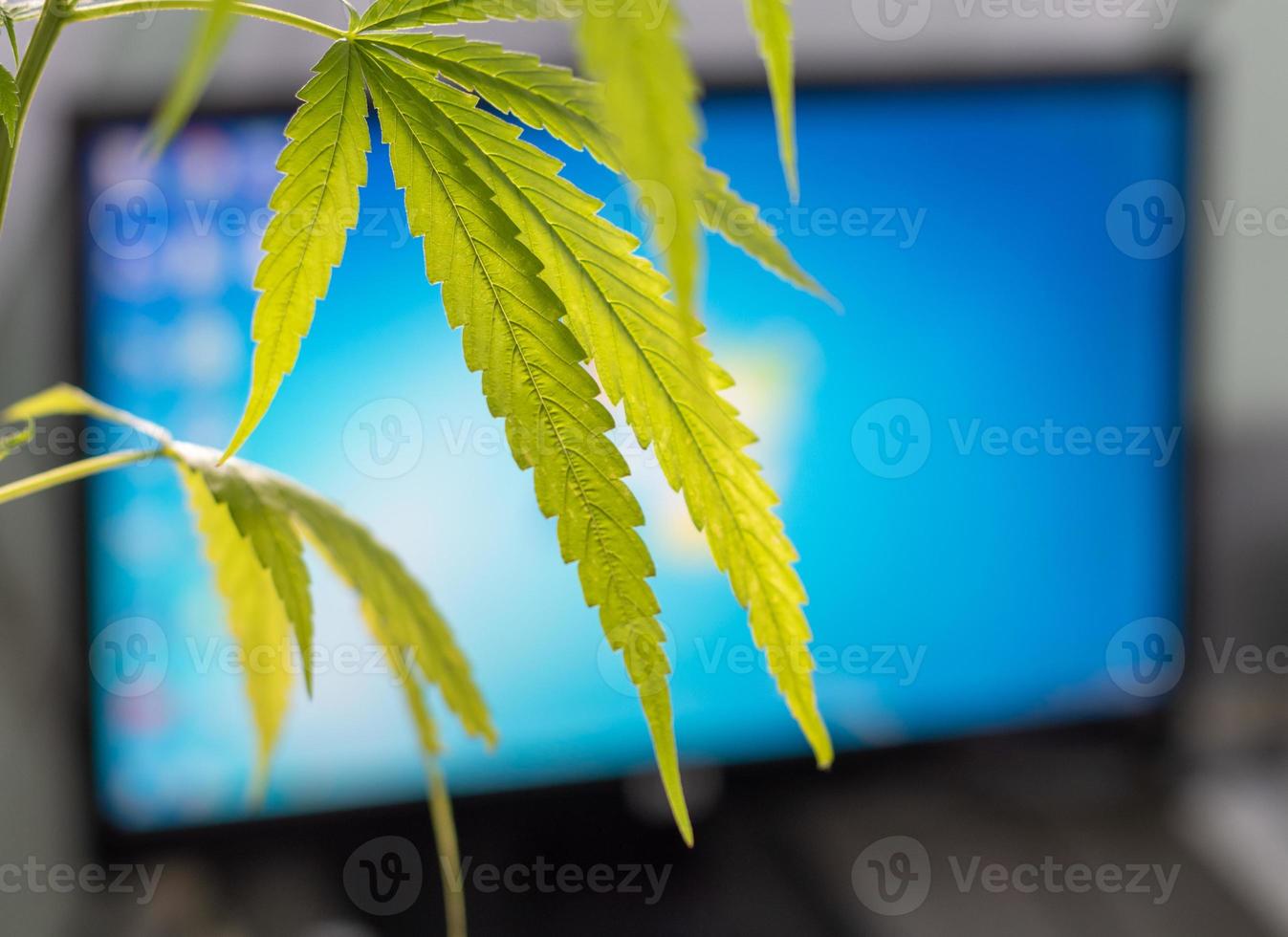 cannabisblad och den blå skärmen på datorn. foto