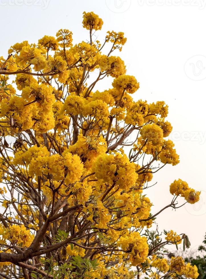 pridiyathorn gula blommor är vackra. foto