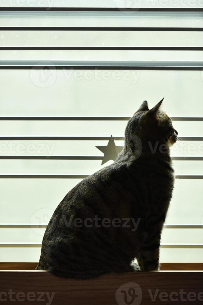 tabby katt satt vid stålburens fönster och tittade ut. foto