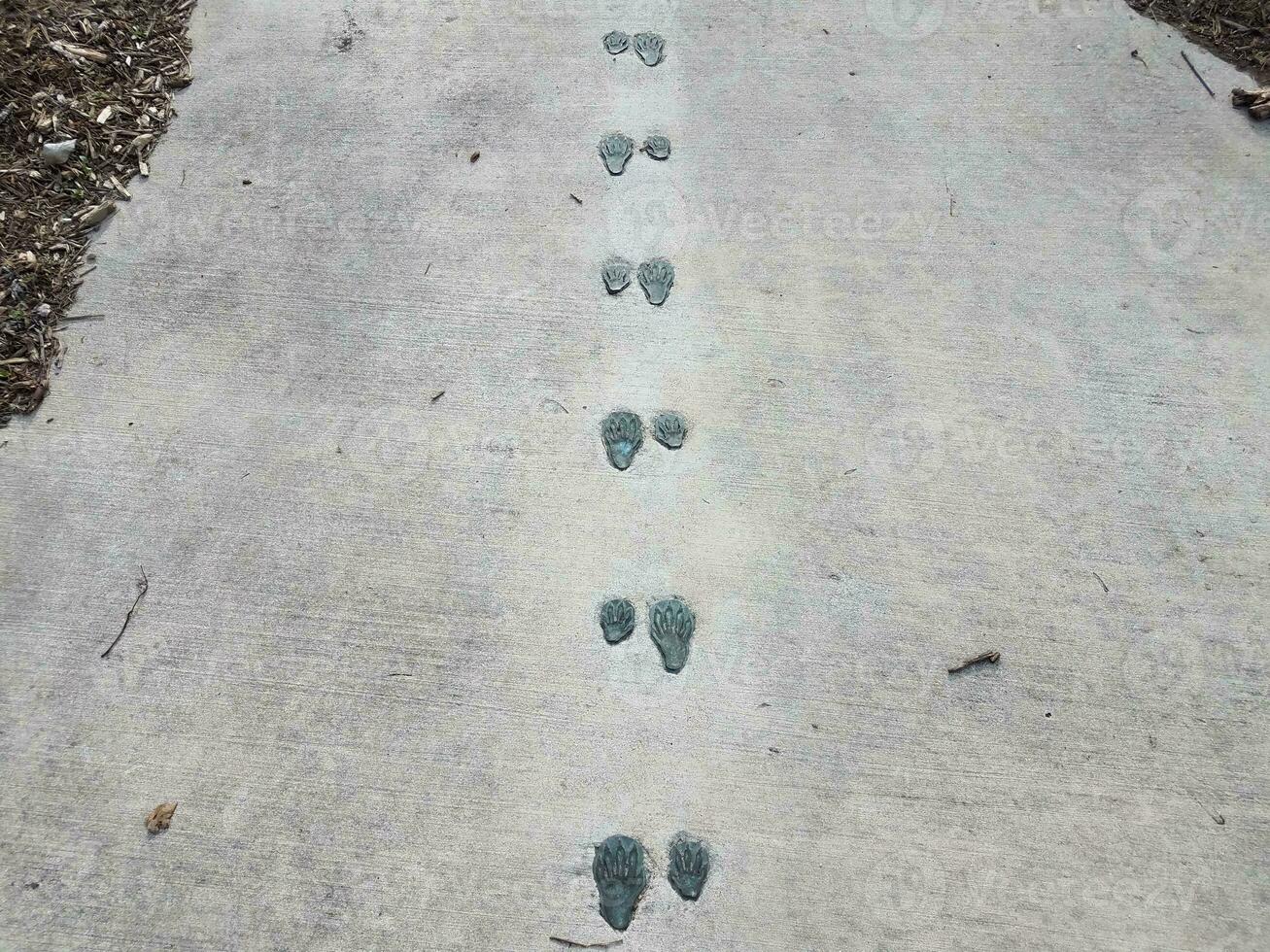 djurspår eller tryck på grå cement trottoar foto