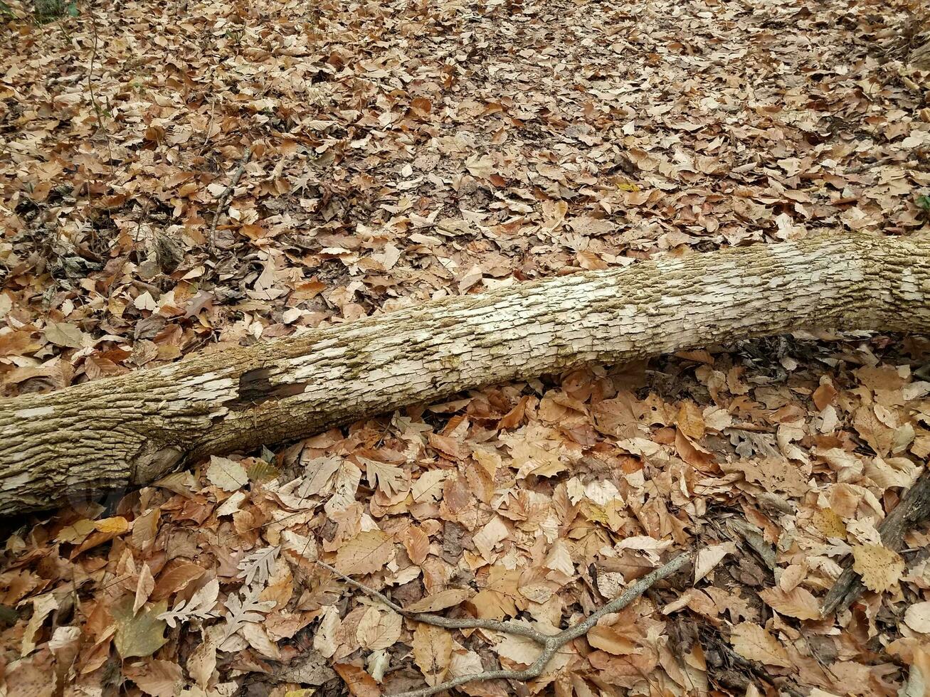 nedfallen sliten trädstock med bruna löv foto