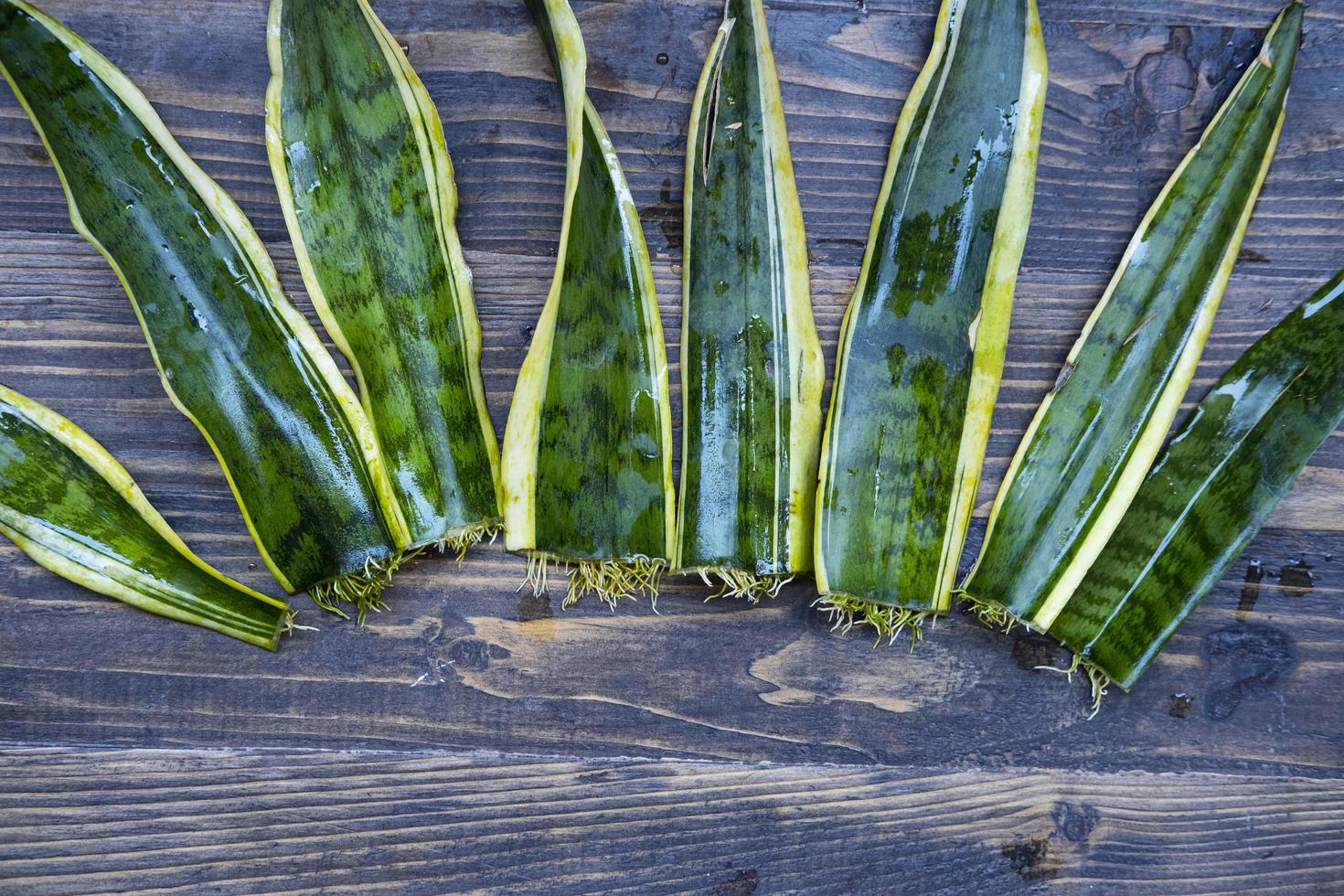 sansevieri blad med rötter på träbordet foto