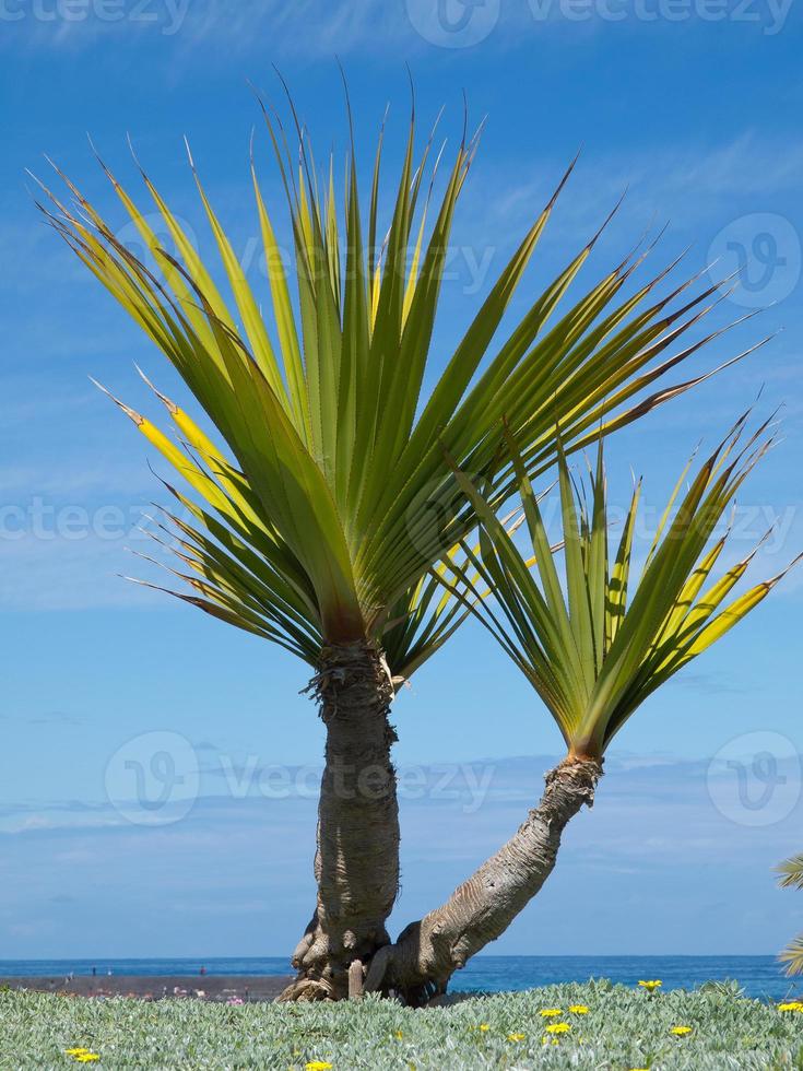 den spanska ön teneriffa foto