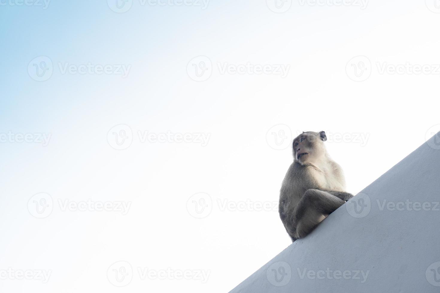 apan satt och tittade i sidled på den vita gipsväggen. under den ljusa himlen. foto